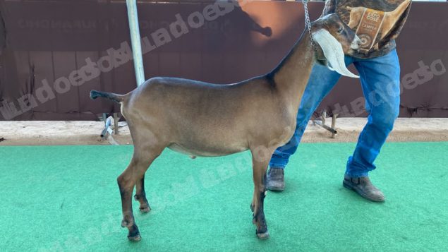 Lote em leilão em Brasil - Lote 86