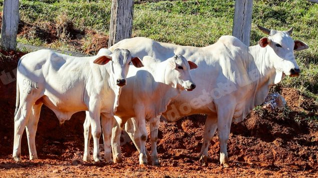 Lote em leilao em Pratápolis/MG