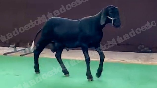 Animais em leilão em Brasil - Lote 1
