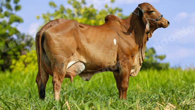 Lote em leilão em Brasil - Lote 31
