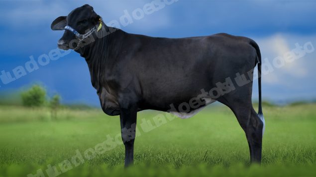 Lote em leilao em Igaratinga/MG - Lote 5