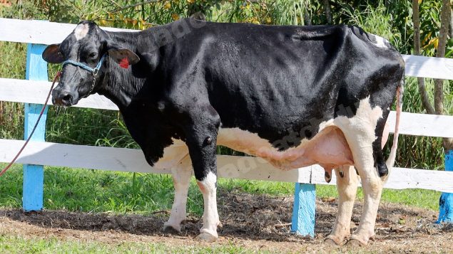 Lote em leilao em Silveiras/SP