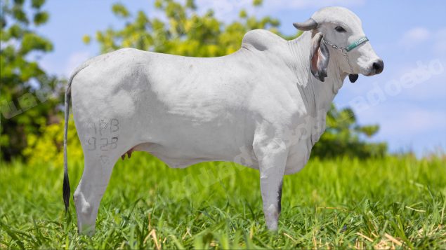 Lote em leilão em Brasil - Lote 110