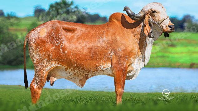 Lote em leilao em Bicas/MG