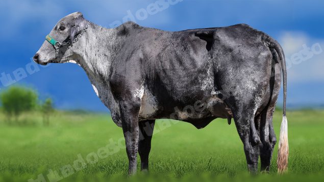 Lote em leilao em Miradouro/MG