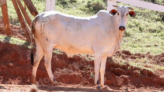 Lote em leilao em Pratápolis/MG