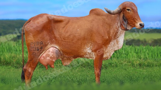 Lote em leilao em São Pedro do Suaçuí/MG - Lote 4