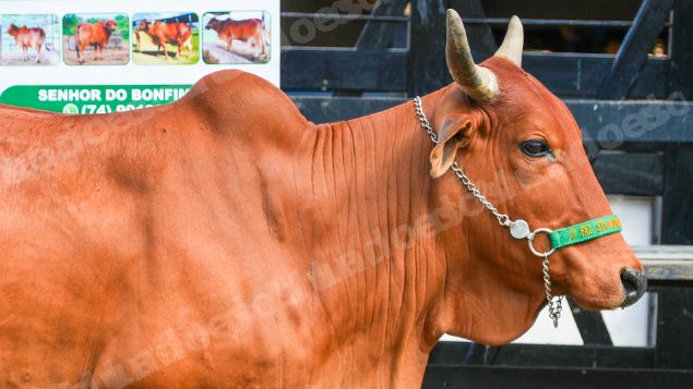 Lote em leilao em Brasil - Lote 143