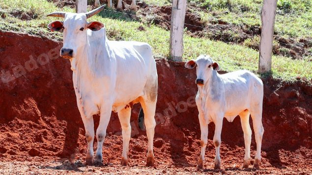 Lote em leilao em Pratápolis/MG