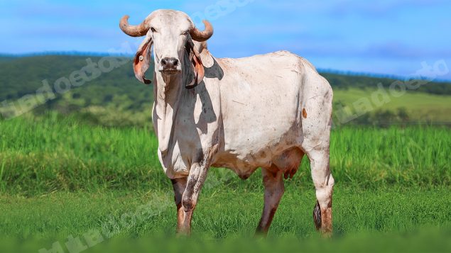 Lote em leilao em Álvares Florence/SP