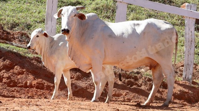 Lote em leilao em Pratápolis/MG