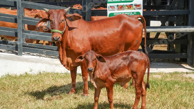 Lote em leilao em Brasil - Lote 159