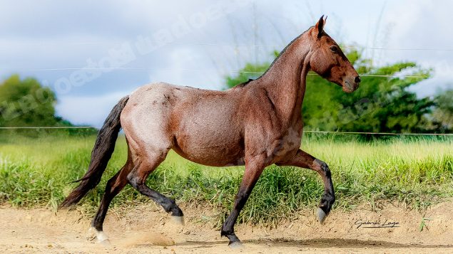Lote em leilao em Brasil