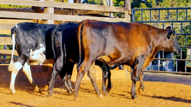 Lote em leilao em Cristalina/GO