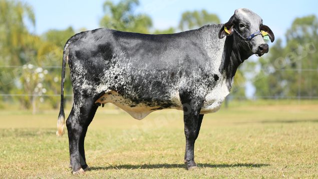Lote em leilao em Brasil