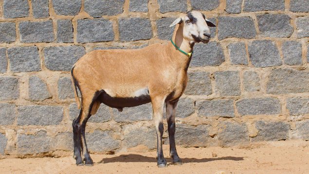 Lote em leilao em Taperoá/PB