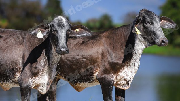 Lote em leilao em Carmo da Mata/MG