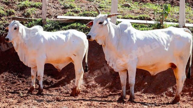 Lote em leilao em Pratápolis/MG