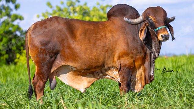 Lote em leilão em Brasil - Lote 130