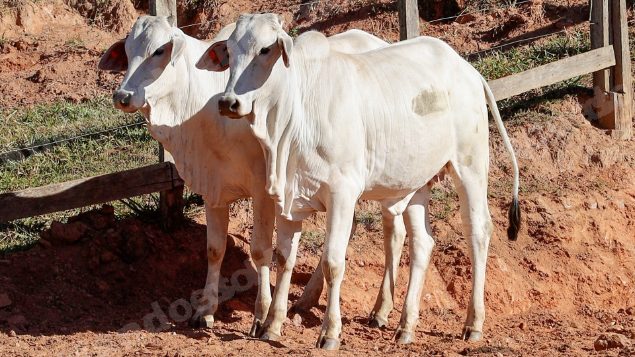 Lote em leilao em Pratápolis/MG