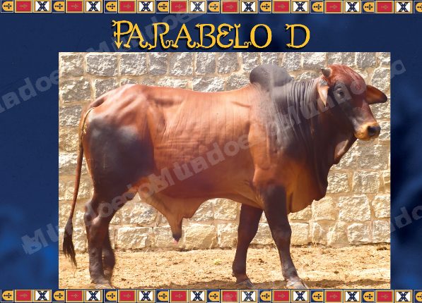 Lote em leilao em Brasil