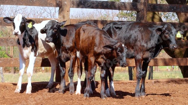 Lote em leilao em Cristalina/GO