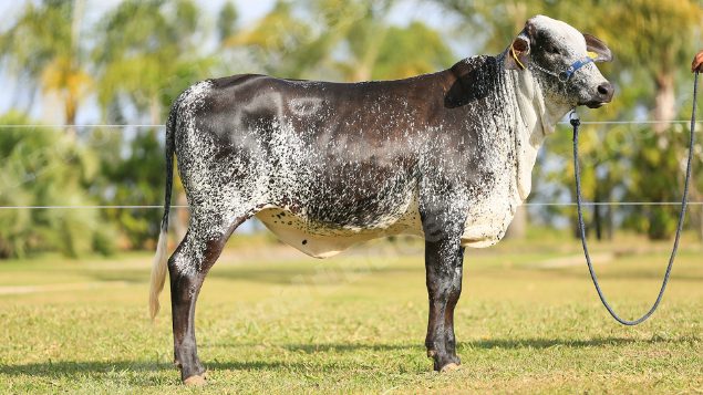 Lote em leilao em Brasil