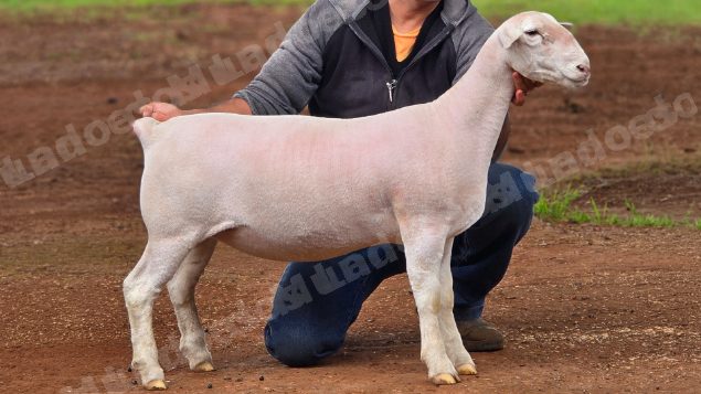 Lote em leilao em Brasil