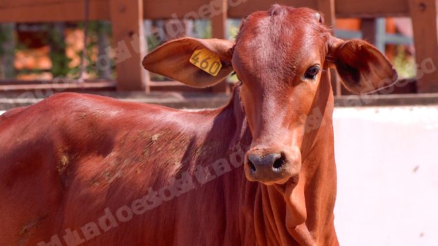 Lote em leilao em Brasil