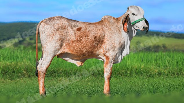 Lote em leilao em Brasil