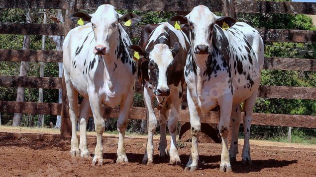 Lote em leilao em Cristalina/GO