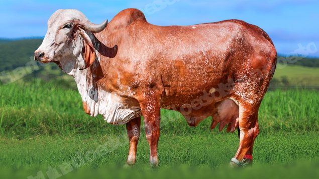 Lote em leilao em Álvares Florence/SP