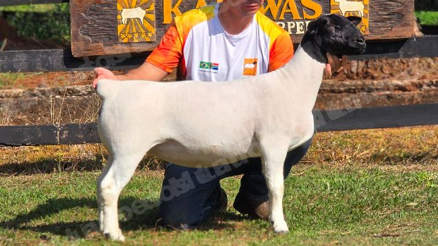 Lote em leilao em Brasil