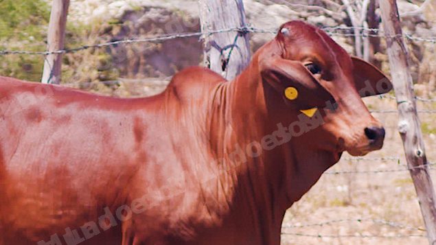 Lote em leilão em Brasil - Lote 22