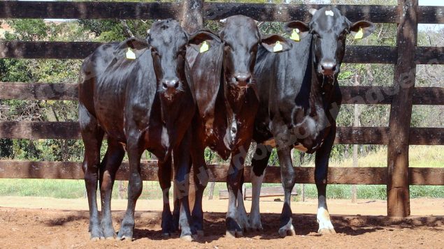Lote em leilao em Cristalina/GO