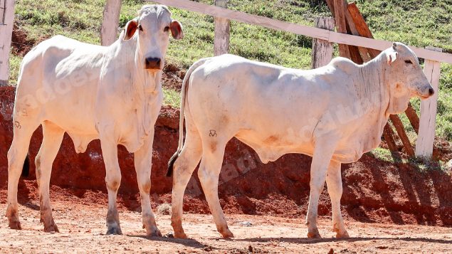 Lote em leilao em Pratápolis/MG