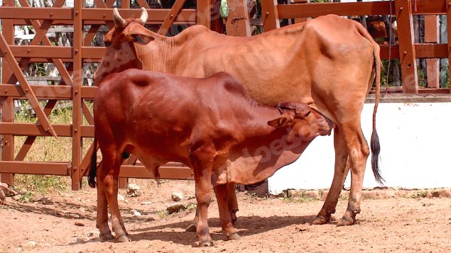 Lote em leilao em Brasil