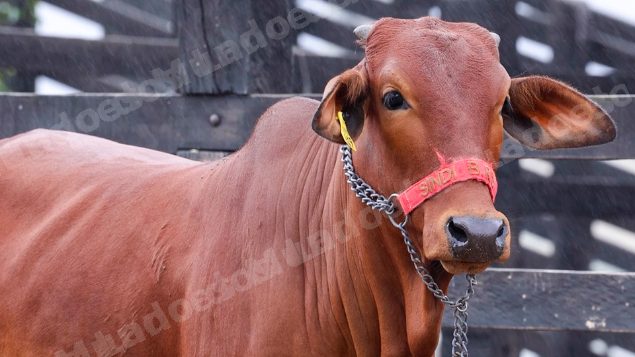 Lote em leilao em Brasil