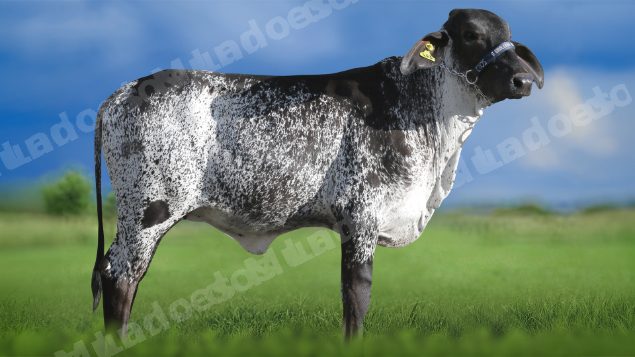 Lote em leilao em Igaratinga/MG - Lote 7