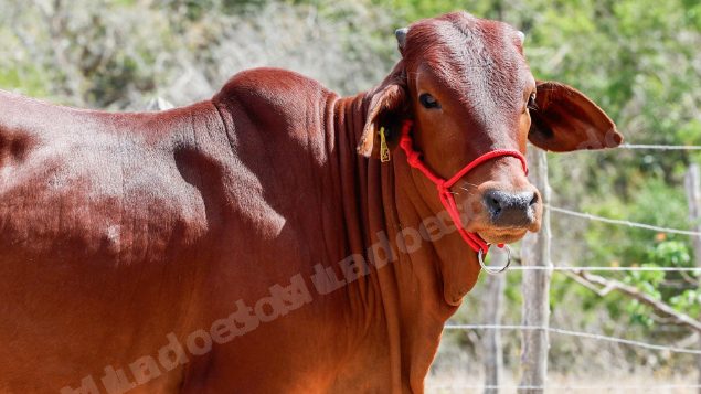 Lote em leilao em Brasil