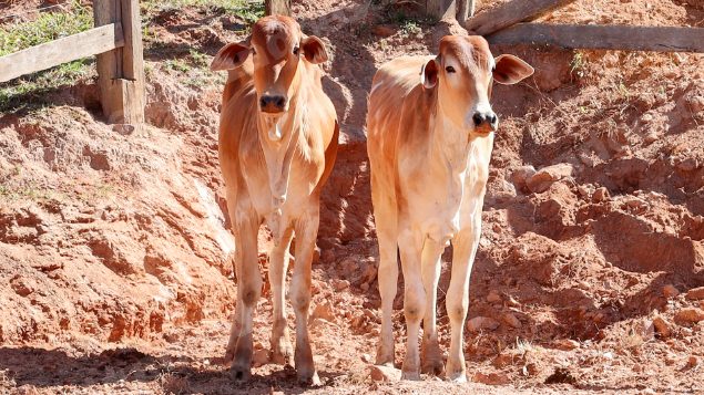 Lote em leilao em Pratápolis/MG
