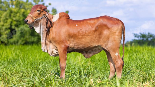 Lote em leilão em Brasil - Lote 163