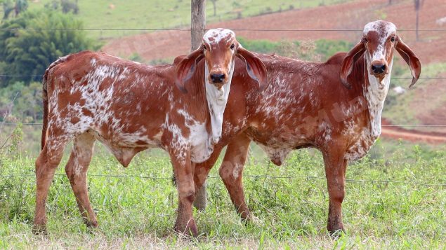 Lote em leilão em Dores do Indaiá/MG - Lote 3