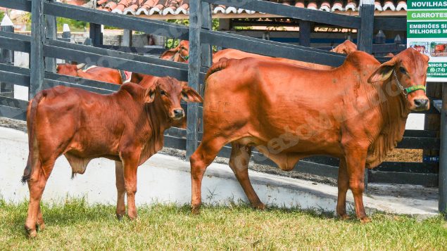 Lote em leilao em Brasil - Lote 217