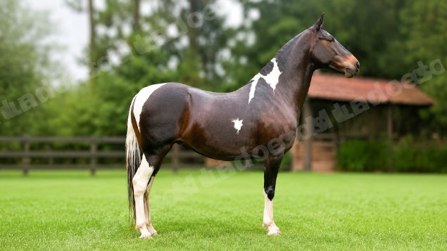 Lote em leilao em Brasil