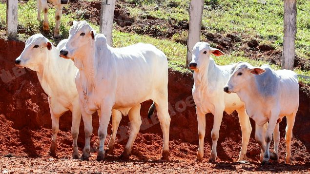 Lote em leilao em Pratápolis/MG