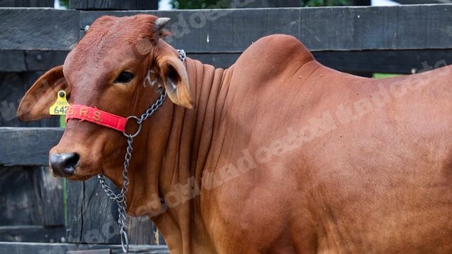 Lote em leilao em Brasil