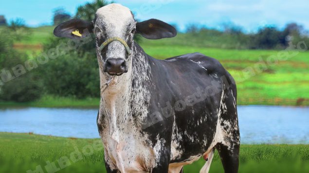 Lote em leilão em Brasil