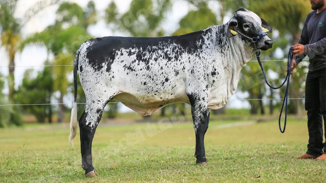 Lote em leilao em Brasil