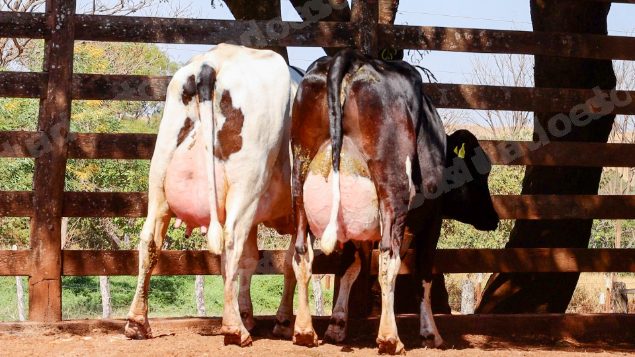 Lote em leilao em Cristalina/GO